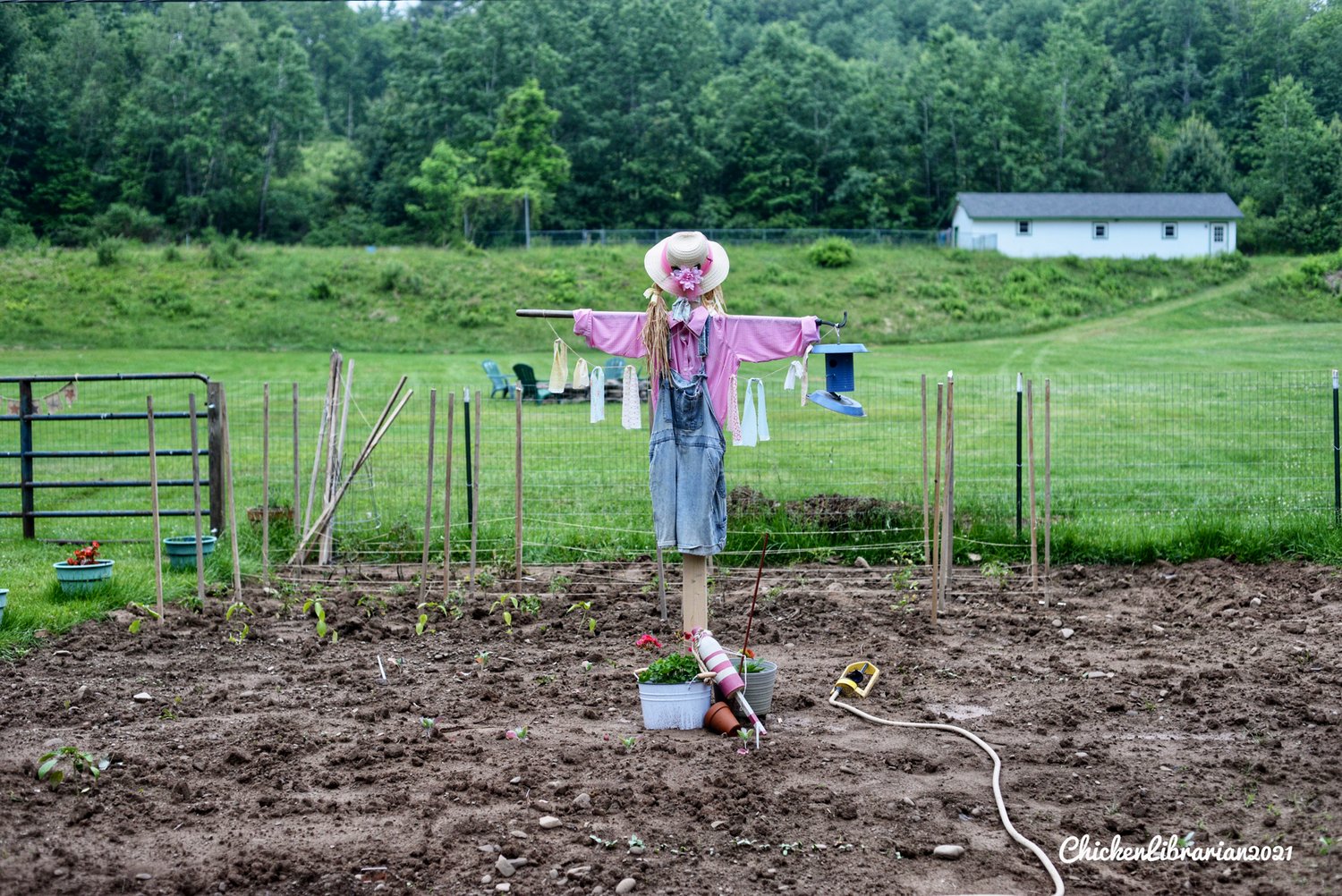 A scarecrow watches over the garden at the White homestead.